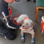 'Godsend': The vets and volunteers who cared for 9/11 rescue dogs – ABC News