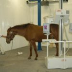 Review Of Equine Veterinarians Near Me References