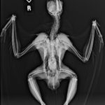 Odd, eerie and cool: Minnesota zoo shares animal X-rays