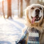 Keep Your Pets Safe This Winter | wzzm13.com