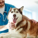 Vet Tech Programs In Ny