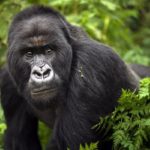 How do you save endangered gorillas? With lots of human help