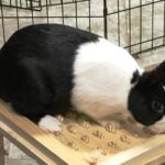 Billerica, area shelters care for rabbits