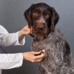 Don't let your vet bill dog you forever – Entertainment & Life – telegram.com – Worcester, MA