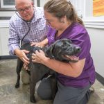 Pensacola, Navarre vets offering free heartworm prevention