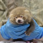 Erie Zoo welcomes 2 red panda cubs, now 4 weeks old – News – GoErie.com – Erie, PA