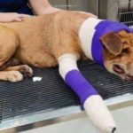 Poor pup shot six times and run over by a car on road controlled by drug cartel • Pet Rescue Report