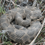 Be Prepared Throughout Rattlesnake Season In Kamloops | Pet News 2 Day