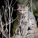 What Went Wrong with the Killing of Juvenile Bobcats at Oak Hill School in Eugene