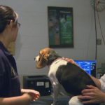 Renowned CSU Veterinary Hospital Cuts Hours Due To Staffing Shortage