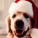 Popular Festive Treats Can Be Deadly For Pets. Here's What You Should Know.