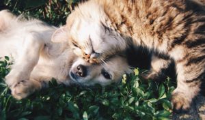 Chula Vista Veterinarian