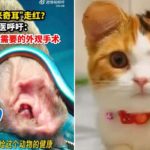 Controversy in China over the new trend of cutting off pets’ ears in the style of Mickey Mouse