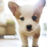 Puppy Guide: Health and Veterinary Care