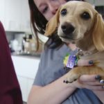 New Coalition Put Together By Penn Vet Aiming To Improve ‘National Crisis’ In Pet Cause Caused By Pandemic – CBS Philly