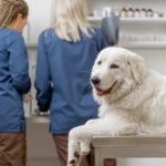 Dog flu: How to protect your pet