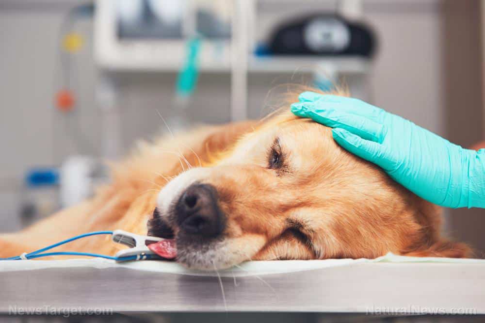 Are people harming their own pets to get opioid prescriptions from veterinarians?