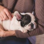 Dog Ear Cleaner: 6 Picks Recommended By Veterinarians