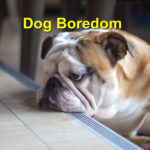 Dog Boredom