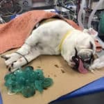 Veterinarian: Bulldog swallows 19 baby pacifiers