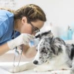 Sutherland Shire Vet For Your Loving Puppy