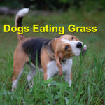 Dogs Eating Grass