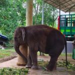 Expert panel to treat ailing elephant calf at Kottoor