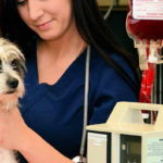 Famous Animal Hospital Volunteer Opportunities Near Me References