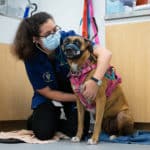 Veterinary hospital at CSU Spur provides real-world lessons for future vets