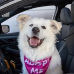 To Love a Canine Rescue dog Chelsea underwent neurosurgery for chronic pain and a chance at adoption