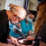 Humane Society of Weld County thrives during pandemic with new vets, better medical care for shelter animals