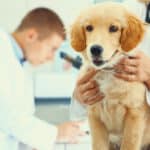 7 Vet Hospitals and Clinics in Indonesia