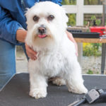 Habitual  False Steps in  House Pet Grooming