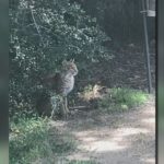 Experts urge owners to protect pets after East Texas bobcat sighting