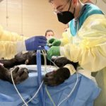 Sacramento Zoo Chimpanzee Undergoes Kidney Surgery at UC Davis