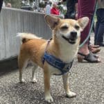 Greencross Vet Hospital officially opens at the University of Melbourne