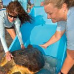 A sea turtle ate an eel. What happened inside the turtle is one for the medical books