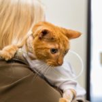 Veterinarians Use Little Devices To Make Giant Impact On Cat’s Life – Texas A&M Today