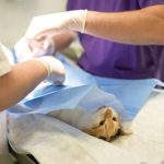 Need a veterinarian? Travel may be required