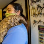 Pangolin patrol: Volunteer team rescues endangered animals