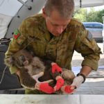 Makeshift koala hospital scrambles to save dozens