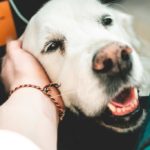 CRITTER CHATTER: Senior Pet Body Language. What They Might Be Telling You.