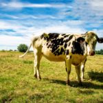 Cow Found With 115 Pounds of Plastic in Belly – One Green PlanetOne Green Planet