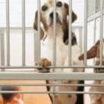 Feds seize 145 beagles "in distress" from Virginia research facility where hundreds of dogs were found dead – CBS News