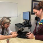 Better diagnostic imaging for pet rabbits