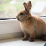 WSU veterinarians: Don’t buy a rabbit this Easter