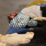 Wildlife officials, vets 'optimistic' tilapia skin will heal bear cub severely burned in California fire