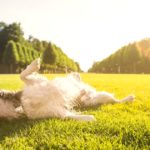 Why Does My Dog Lay in the Sun? | POPSUGAR Pets