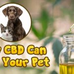 The Hot CBD Trend for Pets – Risky or a Godsend?