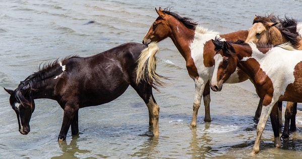 What is swamp cancer and how is it killing wild horses?